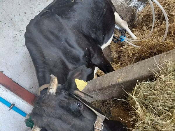 Cow, Aberdeen-Angus — Poland