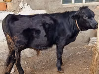 Cow, Swiss cattle — photo 6