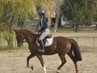 घोड़ी, Hungarian horse breed — फ़ोटो 1