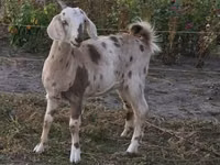Goat, Nubian Goat — photo 5