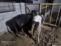 Vacă, Bovine — foto 4
