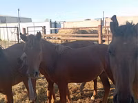 فرس, Horse breed — الصورة 3