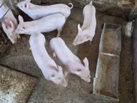 خوک ماده — عکس 7