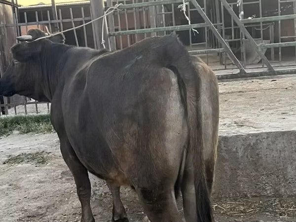 Cow, Cattle — Kyrgyzstan