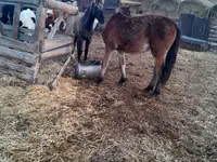 Mare, Horse breed — photo 3