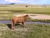 Bou, Bovine — foto 2