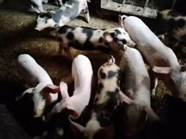 Schweine (Partie, Geschlecht nicht angegeben), Schweine — Ungarn