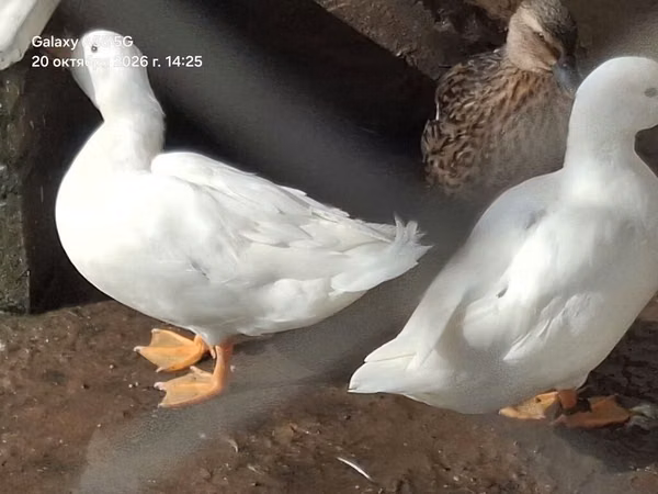 Ducks