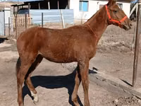 Madyan, Kazakh horse — foto 2