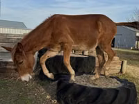 Horse (M), Mule — photo 4