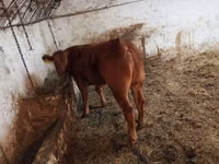 İnek, Sığır — foto 1
