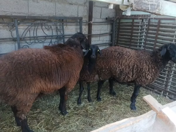 公羊, Sheep