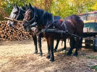 Horse (M), Horses — photo 4