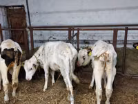 Гововмол (партия, ҷинс муайян нашудааст), Simmental cattle — акс 3