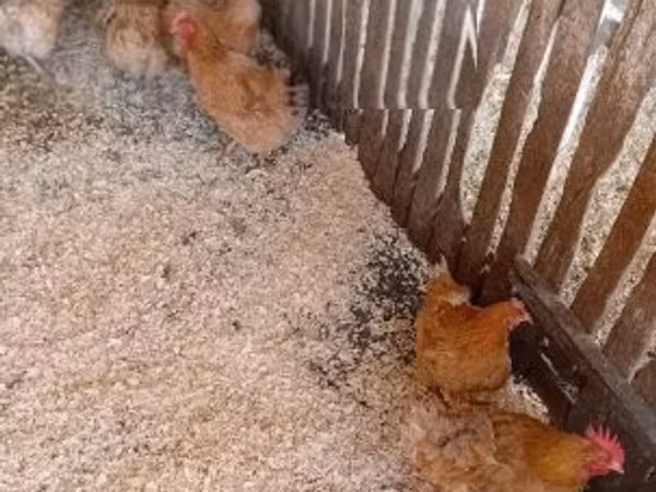Danish hen — Hungary