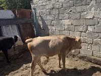Bull, Cattle — photo 1