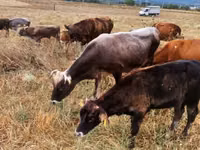 Bou, Bovine — foto 4