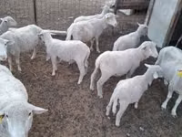 Ram, Merino sheep — photo 2