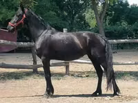 Mare, Friesian — photo 4