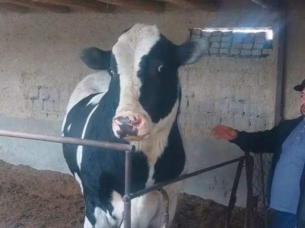 Bull, Russian Black pied cattle