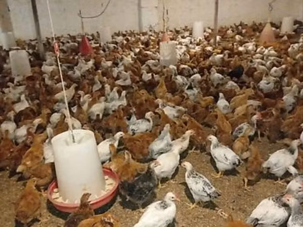 Chickens — Azerbejdżan