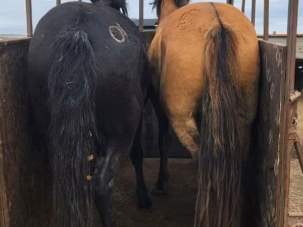 Mare, Kazakh horse — Kazakhstan