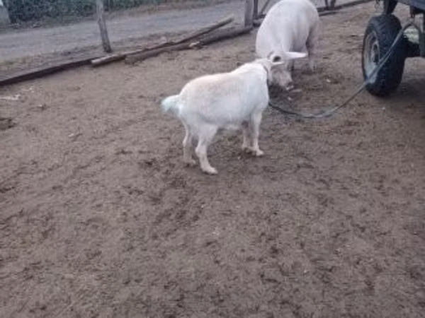 Goat, Goats