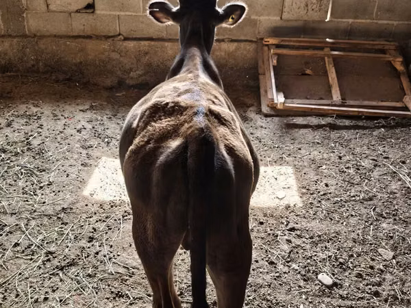Bull, Brown Latvian — Kyrgyzstan