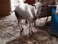 Billy Goat, Saanen goat — photo 4