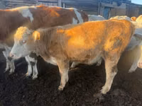 Bull, Auliekol breed — photo 2