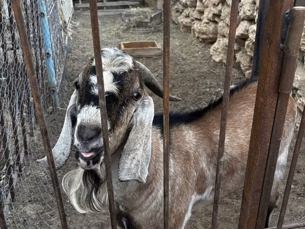 Goat, Nubian Goat — Kazakhstan