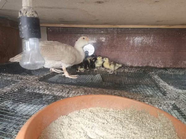 Ducks — Azerbaijan