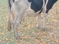 Ko, Russian Black pied cattle — foto 1