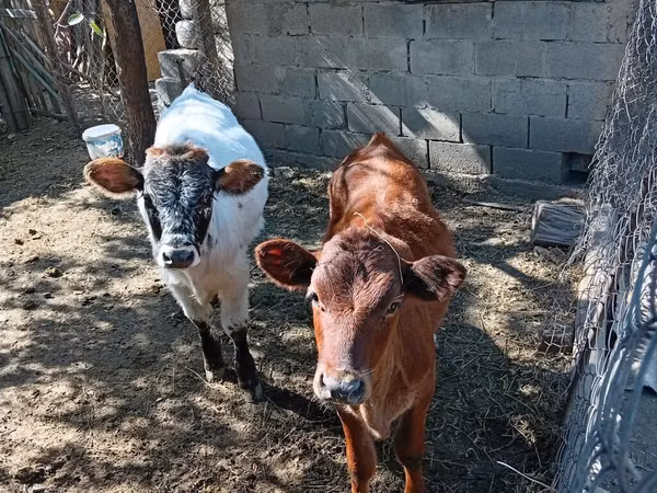 Cow, Belgian Blue
