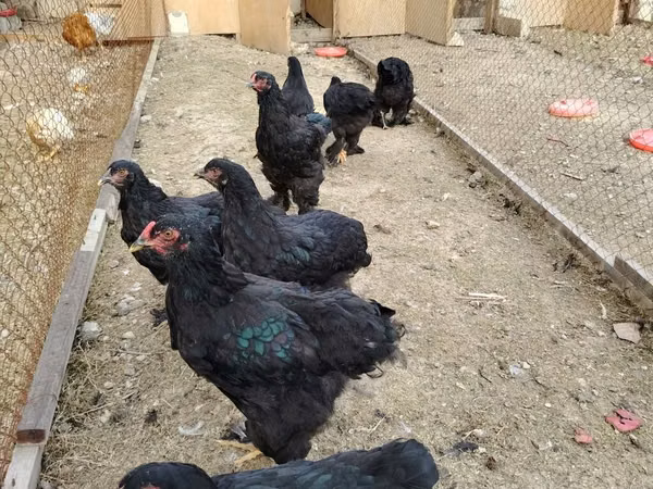 Brahma