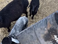 Sheep, Sheep — photo 5
