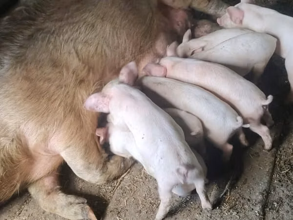 Pigs (batch, sex not specified), Pigs