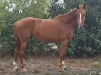Mare, Horses — photo 2