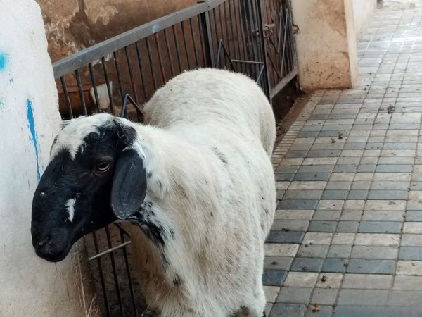 Ram, Sheep — Uzbekistan