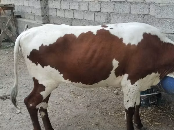Cow, Simmental cattle — Uzbekistan