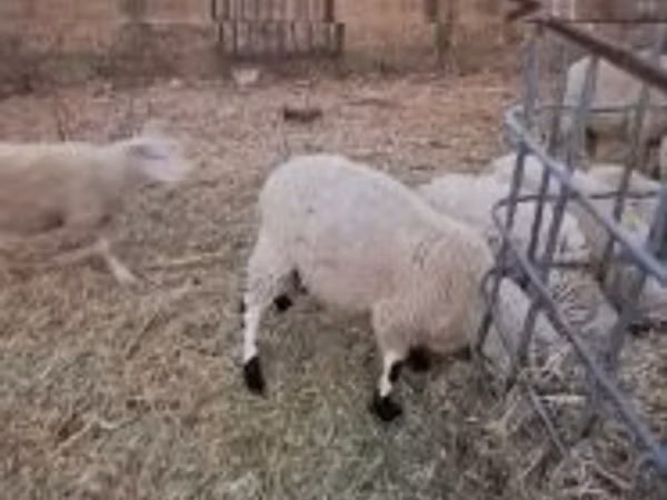 Ram, Cerry Hill sheep — Hungary