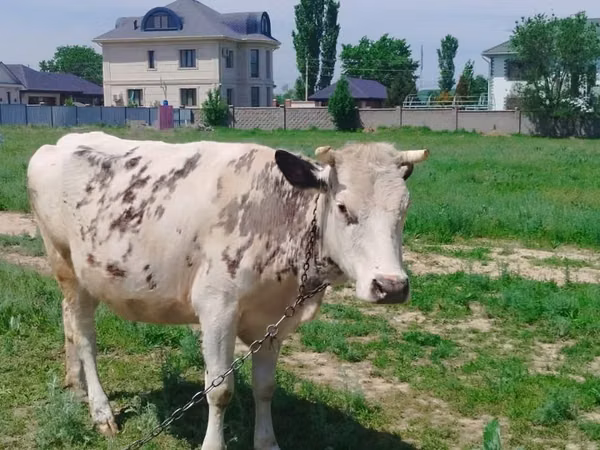 Гов, Simmental cattle — Қазоқистон