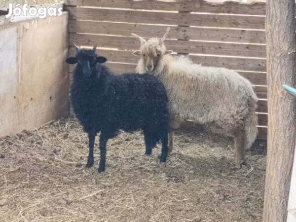 Ram, Racka sheep — Hungary