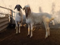 Billy Goat, Goats — photo 3