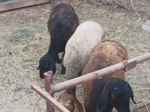 Ram, Sheep — Uzbekistan
