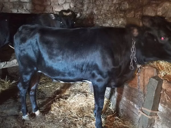Cow, Aberdeen-Angus — Azerbaijan