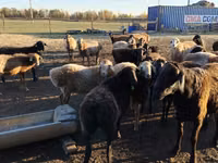 แกะตัวเมีย, Edilbay sheep — รูปภาพ 4