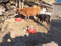 Կով, Աբերդին-անգուսյան — լուսանկար 1