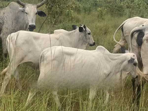 Vache, Brahmane