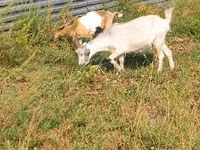 Буз, Alpine goat — акс 3